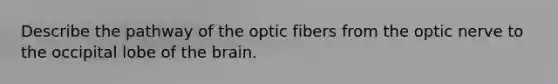 Describe the pathway of the optic fibers from the optic nerve to the occipital lobe of the brain.