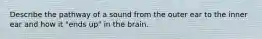 Describe the pathway of a sound from the outer ear to the inner ear and how it "ends up" in the brain.