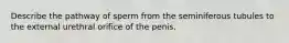 Describe the pathway of sperm from the seminiferous tubules to the external urethral orifice of the penis.