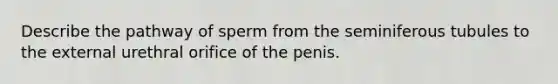 Describe the pathway of sperm from the seminiferous tubules to the external urethral orifice of the penis.