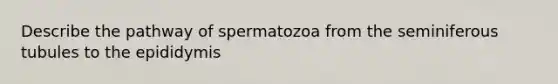 Describe the pathway of spermatozoa from the seminiferous tubules to the epididymis