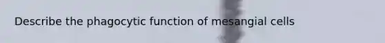 Describe the phagocytic function of mesangial cells