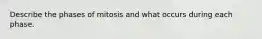 Describe the phases of mitosis and what occurs during each phase.