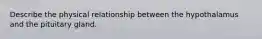 Describe the physical relationship between the hypothalamus and the pituitary gland.