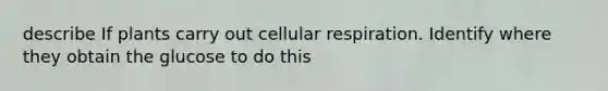 describe If plants carry out <a href='https://www.questionai.com/knowledge/k1IqNYBAJw-cellular-respiration' class='anchor-knowledge'>cellular respiration</a>. Identify where they obtain the glucose to do this