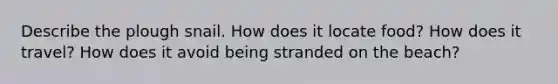 Describe the plough snail. How does it locate food? How does it travel? How does it avoid being stranded on the beach?