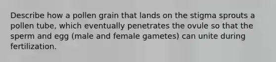 Describe how a pollen grain that lands on the stigma sprouts a pollen tube, which eventually penetrates the ovule so that the sperm and egg (male and female gametes) can unite during fertilization.