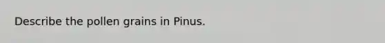 Describe the pollen grains in Pinus.