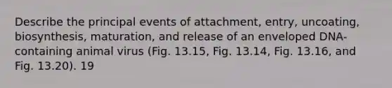 Describe the principal events of attachment, entry, uncoating, biosynthesis, maturation, and release of an enveloped DNA-containing animal virus (Fig. 13.15, Fig. 13.14, Fig. 13.16, and Fig. 13.20). 19