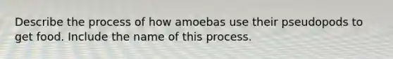 Describe the process of how amoebas use their pseudopods to get food. Include the name of this process.