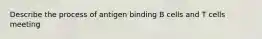 Describe the process of antigen binding B cells and T cells meeting