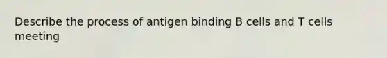 Describe the process of antigen binding B cells and T cells meeting