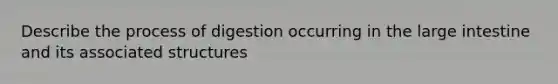 Describe the process of digestion occurring in the large intestine and its associated structures