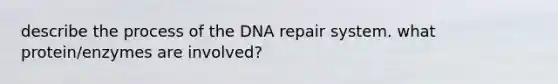 describe the process of the DNA repair system. what protein/enzymes are involved?