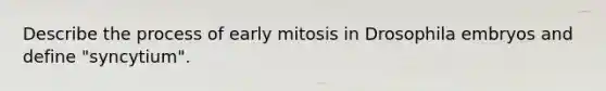 Describe the process of early mitosis in Drosophila embryos and define "syncytium".