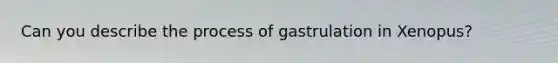 Can you describe the process of gastrulation in Xenopus?