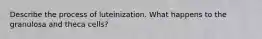 Describe the process of luteinization. What happens to the granulosa and theca cells?