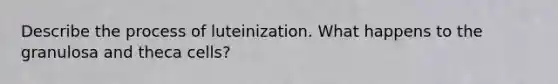 Describe the process of luteinization. What happens to the granulosa and theca cells?