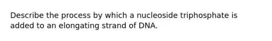 Describe the process by which a nucleoside triphosphate is added to an elongating strand of DNA.