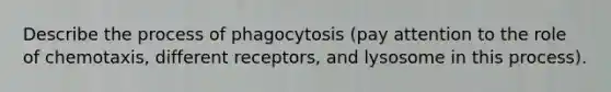 Describe the process of phagocytosis (pay attention to the role of chemotaxis, different receptors, and lysosome in this process).