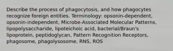 Describe the process of phagocytosis, and how phagocytes recognize foreign entities. Terminology: opsonin-dependent, opsonin-independent, Microbe-Associated Molecular Patterns, lipopolysaccharide, lipoteichoic acid, bacterial/Braun's lipoprotein, peptidoglycan, Pattern Recognition Receptors, phagosome, phagolysosome, RNS, ROS