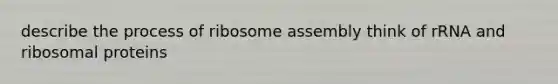 describe the process of ribosome assembly think of rRNA and ribosomal proteins