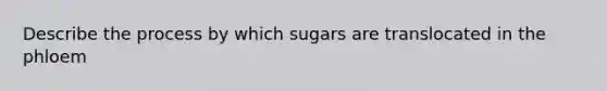 Describe the process by which sugars are translocated in the phloem