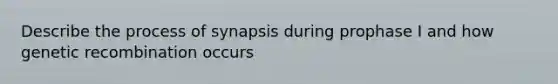 Describe the process of synapsis during prophase I and how genetic recombination occurs