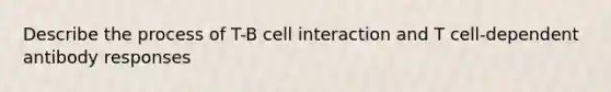 Describe the process of T-B cell interaction and T cell-dependent antibody responses