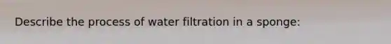 Describe the process of water filtration in a sponge: