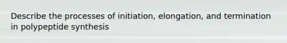 Describe the processes of initiation, elongation, and termination in polypeptide synthesis