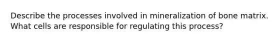 Describe the processes involved in mineralization of bone matrix. What cells are responsible for regulating this process?