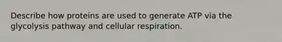 Describe how proteins are used to generate ATP via the glycolysis pathway and cellular respiration.