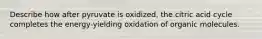 Describe how after pyruvate is oxidized, the citric acid cycle completes the energy-yielding oxidation of organic molecules.