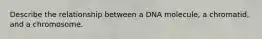 Describe the relationship between a DNA molecule, a chromatid, and a chromosome.
