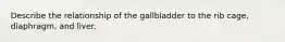 Describe the relationship of the gallbladder to the rib cage, diaphragm, and liver.