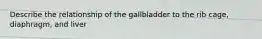 Describe the relationship of the gallbladder to the rib cage, diaphragm, and liver