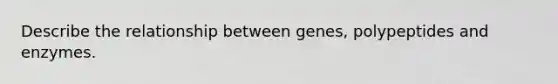 Describe the relationship between genes, polypeptides and enzymes.