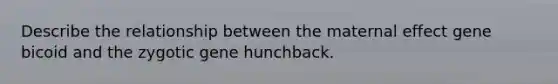 Describe the relationship between the maternal effect gene bicoid and the zygotic gene hunchback.