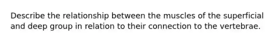 Describe the relationship between the muscles of the superficial and deep group in relation to their connection to the vertebrae.
