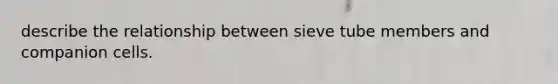 describe the relationship between sieve tube members and companion cells.