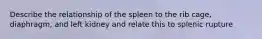 Describe the relationship of the spleen to the rib cage, diaphragm, and left kidney and relate this to splenic rupture