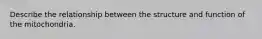 Describe the relationship between the structure and function of the mitochondria.