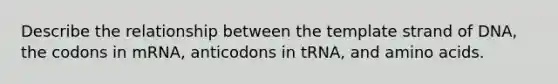 Describe the relationship between the template strand of DNA, the codons in mRNA, anticodons in tRNA, and amino acids.