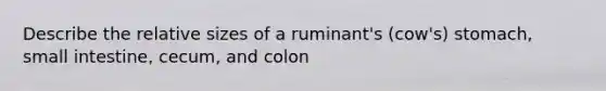 Describe the relative sizes of a ruminant's (cow's) stomach, small intestine, cecum, and colon