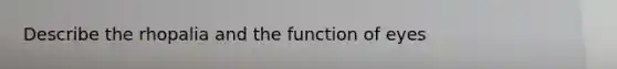 Describe the rhopalia and the function of eyes