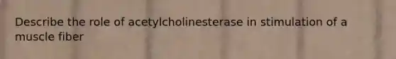 Describe the role of acetylcholinesterase in stimulation of a muscle fiber