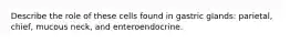 Describe the role of these cells found in gastric glands: parietal, chief, mucous neck, and enteroendocrine.