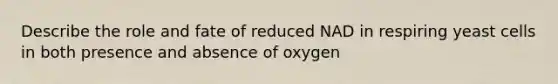 Describe the role and fate of reduced NAD in respiring yeast cells in both presence and absence of oxygen