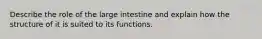 Describe the role of the large intestine and explain how the structure of it is suited to its functions.